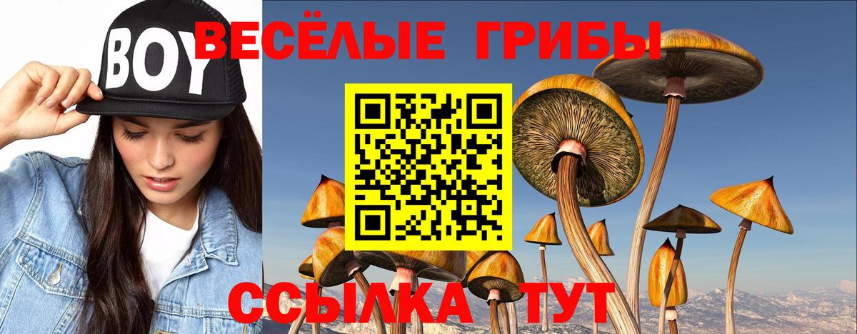 Псилоцибиновые грибы Psilocybe  Псилоцибиновые грибы Psilocybe  Апатиты 